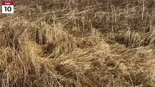 Winter Bird Food | Part One