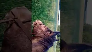 обзор сенокосов верхом на лошади