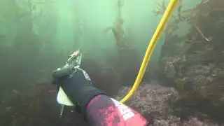 SoCal Spearfishing with the Crew #spearfishing #spearfishingcalifornia