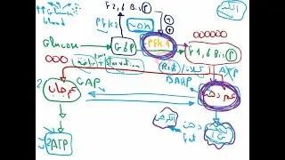 10- Biochemistry -Rule of  PFK1, PFK2, DAHP, GAP in Glycolysis