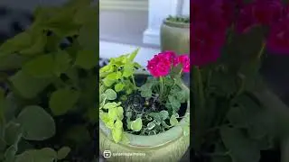Creating your own flower hanging baskets and planters