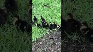 Cute Baby 