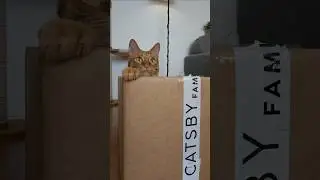 ❤️Кот Артём❤️