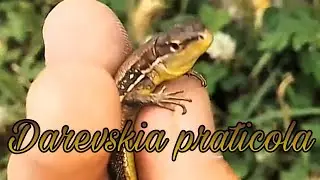 Луговая ящерица (Darevskia praticola) в Ачхой мартане