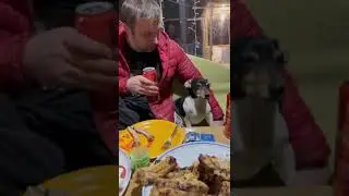 Джекрассел Коля на даче #джекрассел #дача #отдых #лето