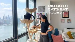 How Learning My Cats' Eating Habits Made Me a Better Cat Parent | What Eating Reveals