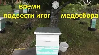 вот он какой июльский медосбор 2021