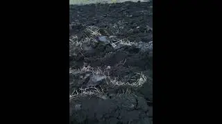 Трактор МТЗ пашет целину, буксует