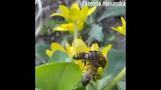 bees at work