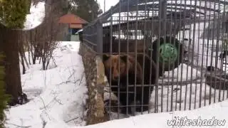 Алкаш в лесу поет Im Blue