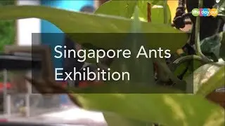 Singapore Ants Exhibition
