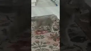 котята уже большие