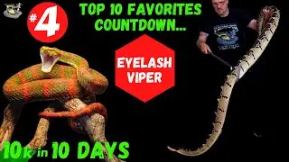 Eyelash Pit Vipers: Beautiful but Deadly Snakes Hanging in the Trees