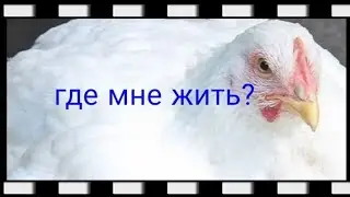 Переезд бройлера 🤔