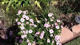 October 2024 Garden Update