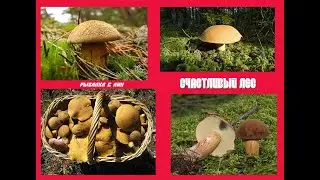 Грибы моховики или как погулять в красивом лесу