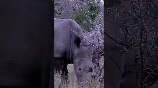 THREE WHITE RHINO Grazing in Kruger National Park, South Africa #shorts