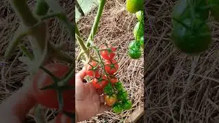 Сорт томата Джур джур 🍅❤️#томаты #томатывтеплице #урожай #огород #дача #оттатьяныслюбовью