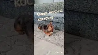 #юмор #прикол #чихуахуа #чишкималышки #чишкамарта #чихуахуамосква #чихуахуа