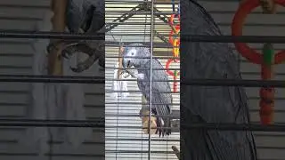 Rico's eating | African Grey Parrot