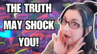 Stop Buying These Fish! The Truth about Painted Glass Fish and Other Dyed Aquarium Fish 🐠