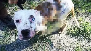 Pitbull Puppy wagged his tail in a friendly way, he was looking for owners ...