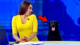 Best Dogs News Bloopers