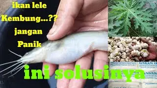 Cara atasi perut kembung ikan lele...!!!!