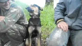 Граф собака-Засыпака - колыбельная.