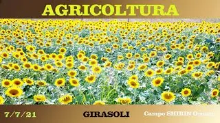 GIRASOLI