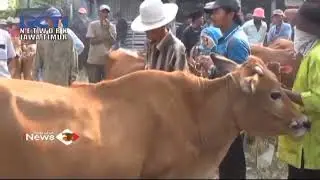 Harga Hewan Kurban Mengalami Kenaikan