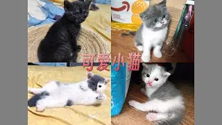 这4只可爱的小猫 欢迎领养 给大家讲讲它们的故事