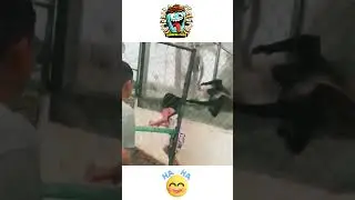 Funny Epic Fail Animal Encounters No.71 #funny #epicfail #shorts #comedy #tiktok  😂🐒🐂🐊