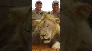 Cecil - Story of a Legend Lion