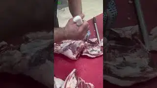 Задок барашка