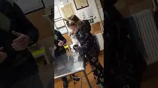 Везём на стерилизацию нашу кошку. 