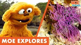 Moe Explores Rock Pools | Kids Discover Sea Creatures