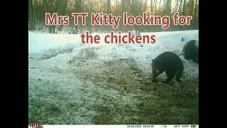 Trail Cam BackYard Pond February 4, 2023 #SDSG #WildBirds #FreeRangeChickens #Michigan #Winter