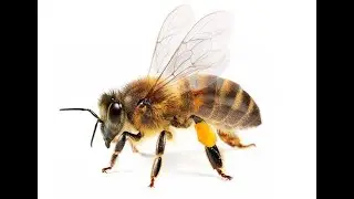 Dancing Honeybee ( official track ) by Damn Josh