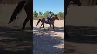 Dressage intro C on peppermint patty (aka rooster)