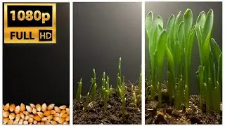 Corn germination time-lapse