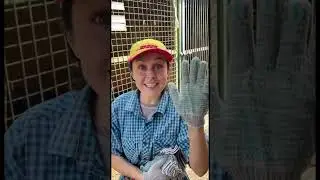 Будем благодарны за перчатки 🧤 #shortvideo #собака #youtubeshorts #shorts