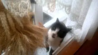 Кіт їсть пшеницю