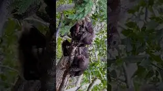 Under momma's wing! 🎥 Joe Foster 