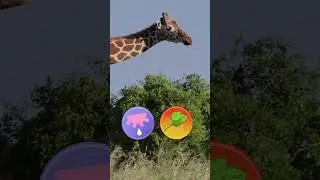 Descubre el mundo de las JIRAFAS 🦒​