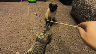 New kitten making friends