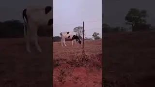 #shorts#shortsvideoviral