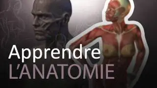 Apprendre à dessiner l'ANATOMIE (sites, chaînes Youtube, livres)