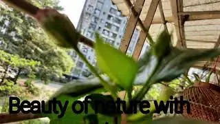 Beauty of nature in city life