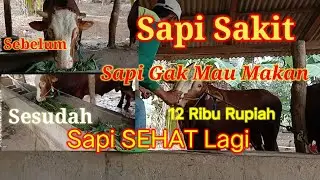 Jamu untuk sapi sakit dan sapi kurang nafsu makan Dijamin Ampuhh